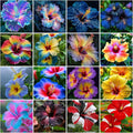115+ Mixed Perennial Hibiscus Flower Seeds for Planting - Fresh Hardy Hibiscus Exotic Plant Bonsai Seeds Non-GMO Heirloom for Multi-Colored Flower Home Garden Outdoor