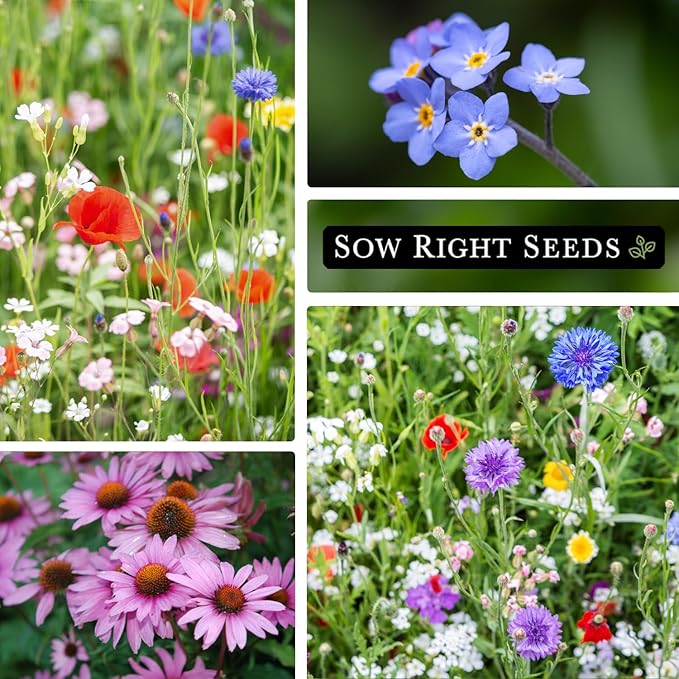 Sow Right Seeds - Wildflowers Seeds Mix for Planting in Partial Shade - Non-GMO Heirloom Varieties to Grow Wild Flower Garden - Perennial & Annual Flowers to Attract Pollinators - Colorful Blooms (1)