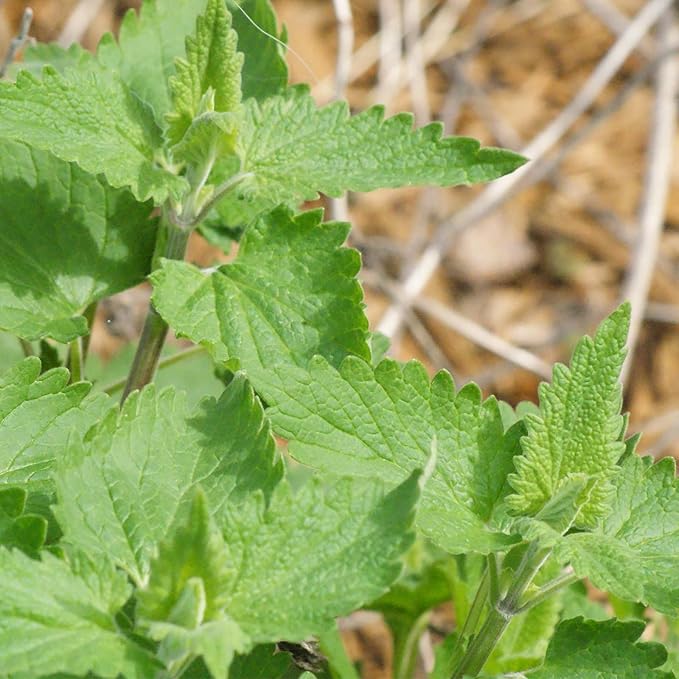 Catnip Herb Garden Seeds - 2 Gram Packet - Non-GMO, Heirloom Herbal Gardening Seeds - Nepeta cataria