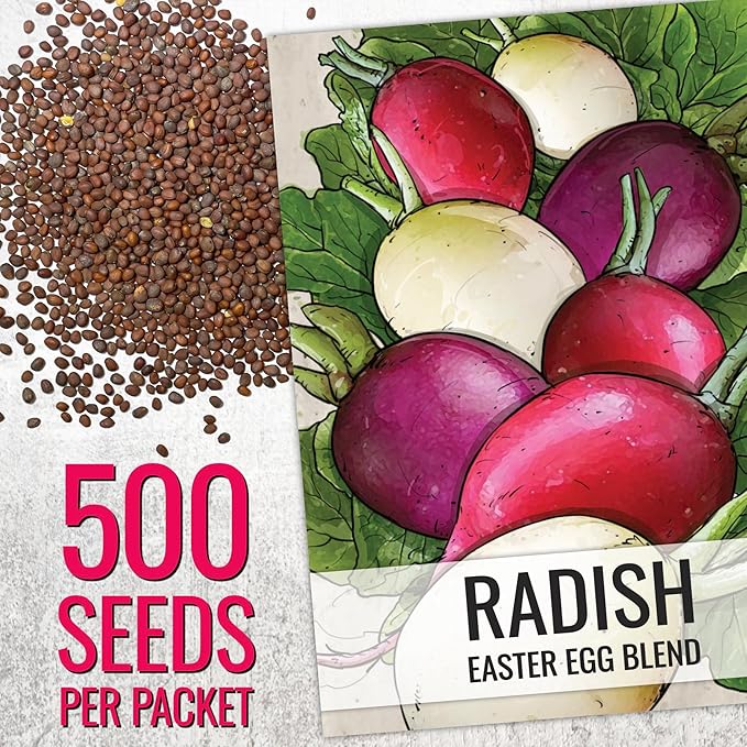 Seed Needs Radish Seeds for Planting Easter Egg Radishes - Non-GMO Heirloom & Untreated - Grow a Home Grown Vegetable Garden - Cool Weather Crops (1 Pack)