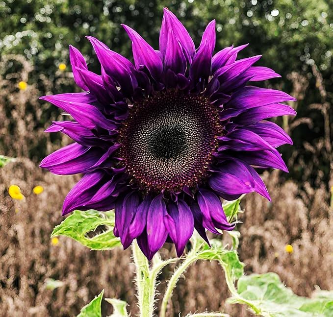 200Pcs Rare Purple Sunflower Seeds Beautiful Flower Home Garden Giants Perennial Rare Blooms Outdoors