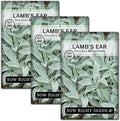 Sow Right Seeds - Lambs Ear Seeds for Planting - Non-GMO Heirloom Packet with Instructions to Grow an Outdoor Flower Garden - Wooly Silver Leaves, Perennial Foliage - Stachys for Rock Gardens (3)