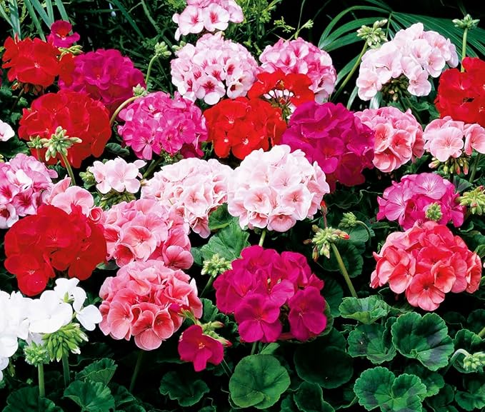 Perennial Bloom Flower Seeds Heirloom Non-GMO Geranium Mix 10+ Seeds Flowers Planting for Outdoor Indoor Potted Plants