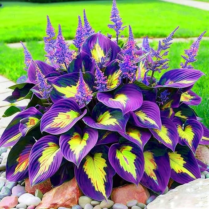 270+ Perennial Hostas for Planting, Heart Shaped Leaves, on-GMO Heirloom Hosta Plants Seeds Outdoor Garden