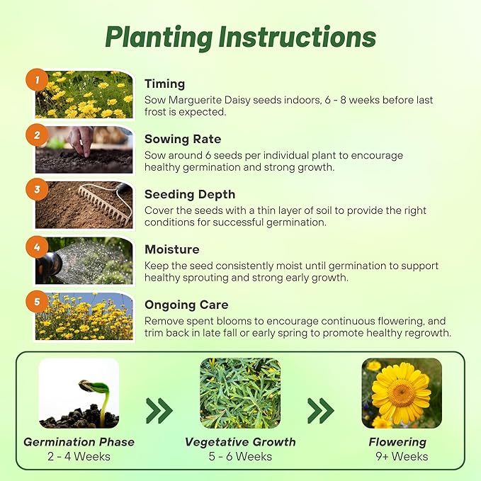 Outsidepride Yellow Marguerite Daisy Seeds - 10000 Pcs. Perennial Drought-Tolerant & Pollinator-Friendly, Flower Seeds for Planting Vibrant Blooms for Gardens, Borders & Cut Flowers