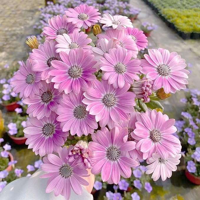 Mixrug African Daisy Seeds for Planting, 150pcs Osteospermum Daisy Seeds Non-GMO Heirloom Perennial Rare Colorful Flower Plants, Open Pollinated Beauty Home Garden Flowers for Outdoors