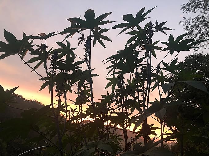 Castor Plant Seeds (Ricinus communis) 30 Seeds (6 Grams) - Mole Plant, African Wonder Tree, Mole Bean Plant by Smoke Camp Crafts