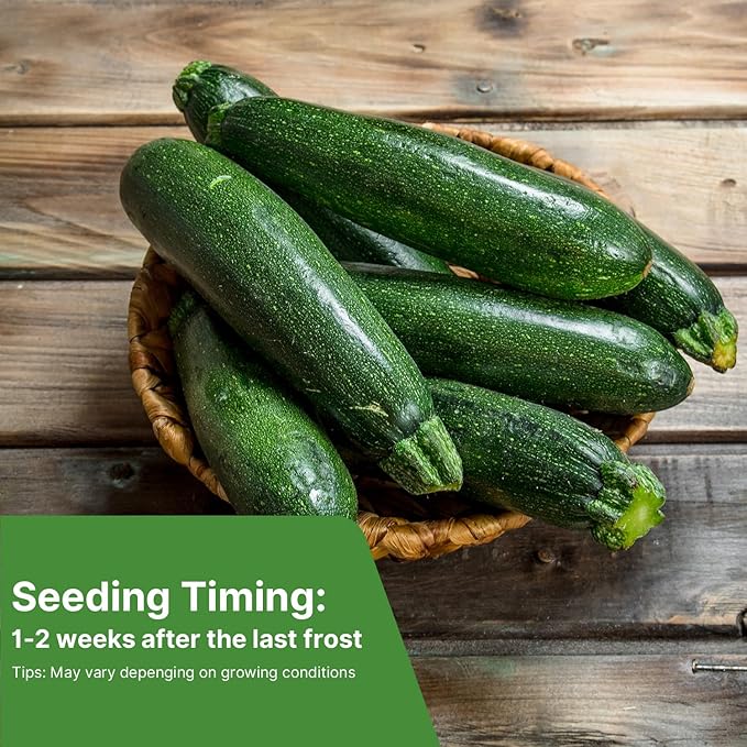 Groundio Black Beauty Zucchini Seeds for Planting, Approx 4g - Non-GMO Heirloom Seeds for Home Vegetable Garden