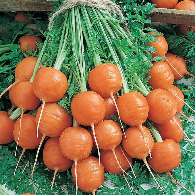 Parisian Carrot Seeds - 1 Gram Packet ~706 Seeds - Non-GMO, Heirloom Vegetable Garden Seeds - Gardening - Mountain Valley Seeds