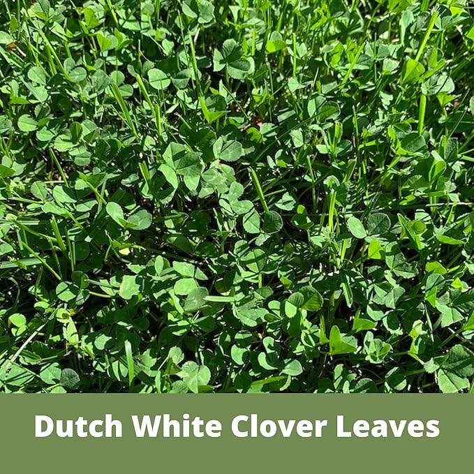 Flawn Seed Kits Dutch White Clover Seeds Organic Coated, 11 Lbs, Natural Lawn, Ground Cover, Hunting Food Plot, Covers up to 40,000 Sqft