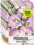 Seed Needs Showy Evening Primrose Seeds for Planting - Heirloom & Open Pollinated Perennial Flower Seed to Plant a Butterfly Garden (5 Packs)