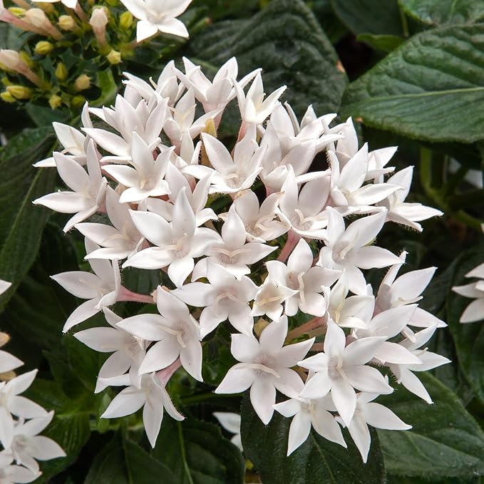 100+ Perennial Pentas Lucky Star Seeds for Planting Outdoor-Pentas Lanceolata Flowers Seeds Non-GMO -Egyptian Star Cluster Seeds Garden Home Plant