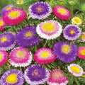 Pompon Aster Mix Seeds - Approximately 1000 Seeds