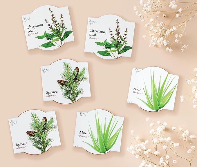 BUZZY Seeds Terracotta Mini Grow Pots 6-Pack Radiant Series – Mixed Herb, Succulent, and Tree Seed Kit for Indoor Gardening and DIY Projects