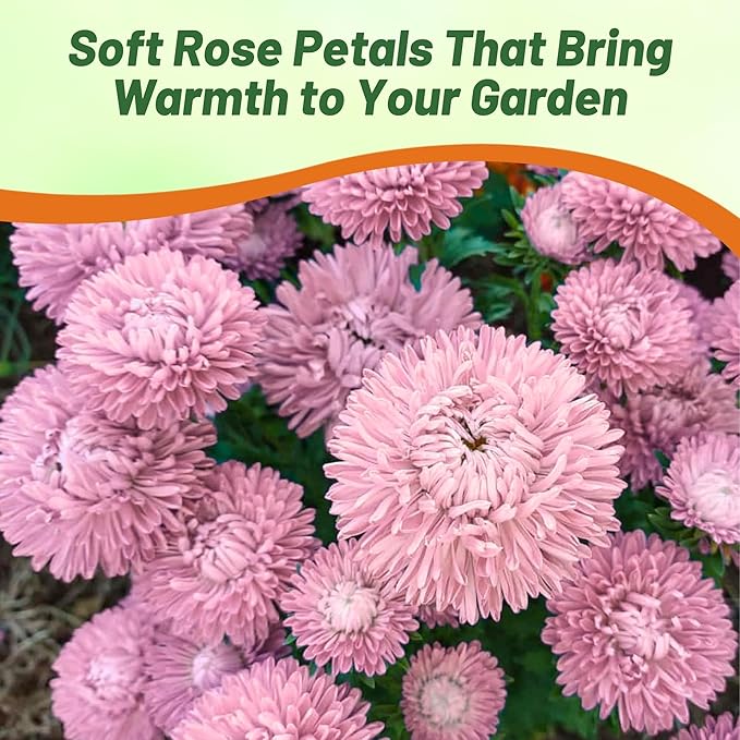 Outsidepride Gremlin Aster Seeds - 1000 Pcs. Annual, Hardy & Pollinator Friendly Flower Seeds for Planting Vibrant Light Rose Blooms and Oval-Shaped Leaves, Great for Meadows & Aesthetic Gardens