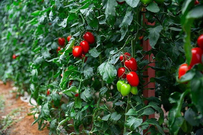 300+ Roma Tomato Seeds - Heirloom Non-GMO USA Grown Premium Seeds for Planting by RDR Seeds