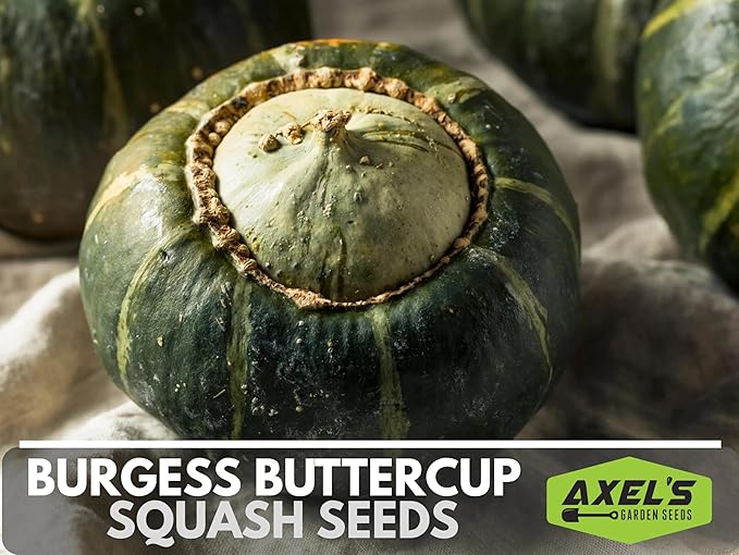 Winter Squash Seeds for Planting – Plant & Grow Burgess Buttercup Squash – Instructions to Plant Non GMO Heirloom Home Outdoor Vegetable Garden – Great Gardening Gift, 1 Packet