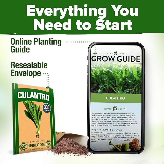 HOME GROWN Culantro Seeds - 720+ Heirloom Herb Seeds for Planting, Slow-Bolting, Flavorful Cilantro Alternative, Great for Outdoor Herb Gardens (Eryngium foetidum)