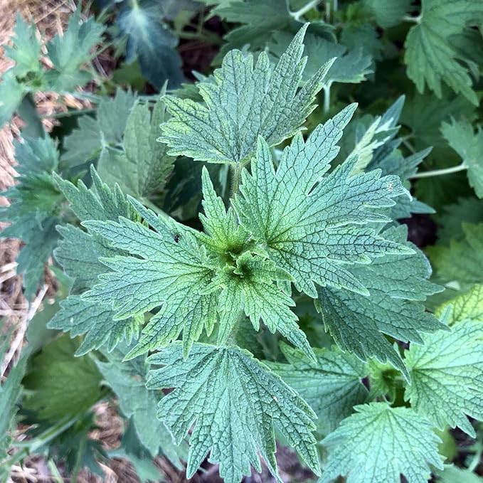Organic Motherwort Seeds (Leonurus cardiaca) 100 Seeds (0.1 Grams)