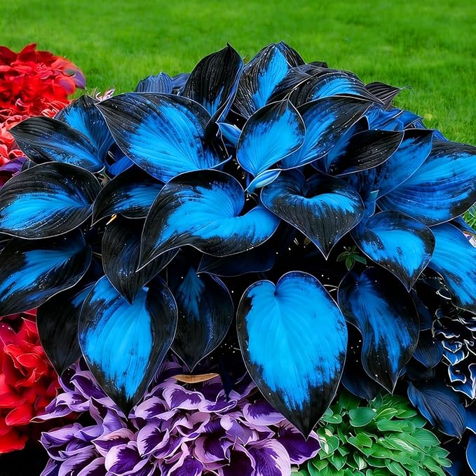 Hosta Seeds for Planting - 200+ Shade Loving Perennial Seeds, Fragrant Blooms, Cold Hardy & Low Maintenance, Perfect for Containers, Borders, and Woodland Gardens