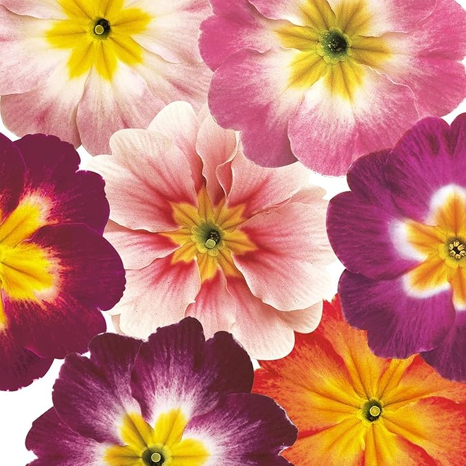 Outsidepride Danova Bicolor Mix Common Primrose Seeds - 50 Pcs Annual, Hardy, Easy to Grow & Low Maintenance Flower Seeds for Planting Vibrant Soft Blooms, for Containers, Borders & Erosion Control