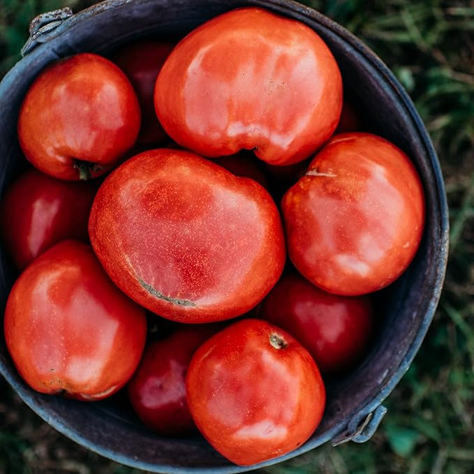 Dark Pink Oxheart Tomato - 50 Seeds - Early Heirloom Tomato Variety, Great for Slicing & Canning, USA-Grown, Non-GMO Vegetable Seeds for Planting Outdoors in The Home Garden, Thresh Seed Company