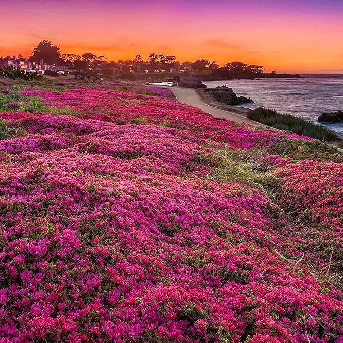 20000+ Magic Pink Creeping Thyme Seeds for Planting Ground Cover Plants Heirloom Flowers Perennial Thyme Non-GMO Thymus Serpyllum Seed