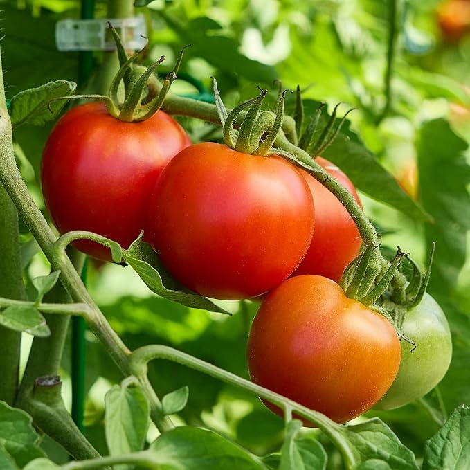 Burpee 'Fourth of July Hybrid' Tomato Seeds - Non-GMO, Indeterminate, Slicer Tomato, 90mg Seed Packet for Planting