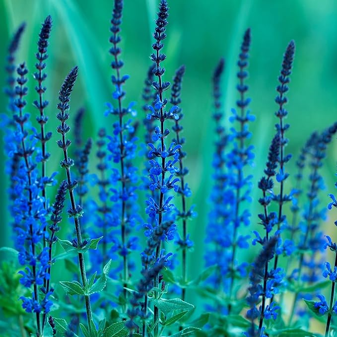 Park Seed Blue Queen Salvia Seeds, Deep Blue Bloom Spikes for Pollinators, Dwarf Perennial with Vertical Form and Drought Tolerance, Pack of 50