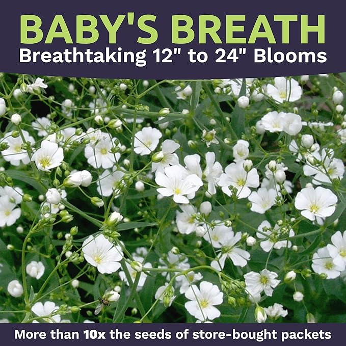 Showy Baby's Breath Seeds – Bulk Quarter Pound Bag – Over 80,000 Open Pollinated Non-GMO Wildflower Seeds – Gypsophila elegans – Quick Blooming White Flowers