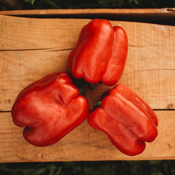 Keystone Resistant Giant Red Bell Pepper - 25 Seeds - Sweet Heirloom Pepper Variety, USA-Grown, Non-GMO Vegetable Seeds for Planting Outdoors in The Home Garden, Thresh Seed Company