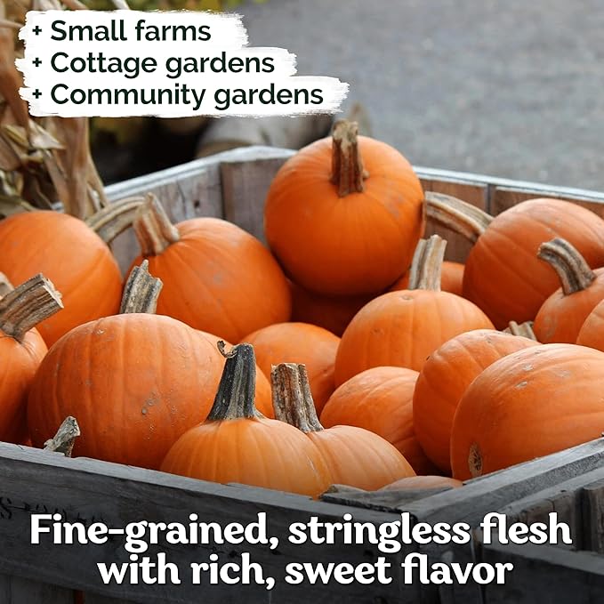 KVITER 50 Sugar Pumpkin Seeds Organic (Cucurbita Pepo) – Small Pumpkin Heirloom Seed, Sweet Fine-Grained Flesh for Canning & Pies – Vegetable Seeds for Planting in Outdoor Garden