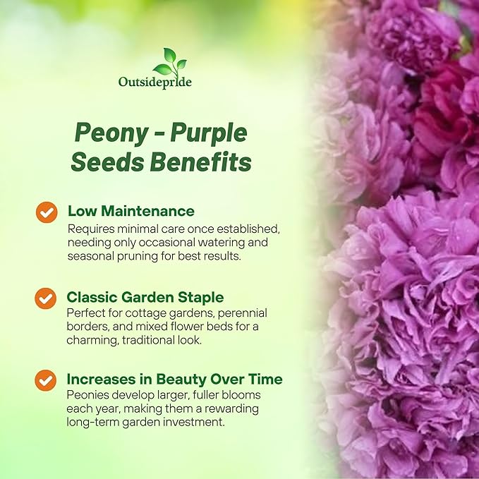 Outsidepride Peony Poppy Seeds for Planting - 5,000 Pcs Annual, Drought-Tolerant & Easy to Grow Wildflower Seeds with Vibrant Purple Blooms for Landscaping, & Pollinator Garden