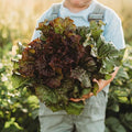 Prizehead Lettuce - 250 Seeds - Heirloom & Open-Pollinated Variety, Non-GMO Vegetable Seeds for Planting, Grow Salad Greens Indoors or Outdoors in Containers or The Home Garden, Thresh Seed Company