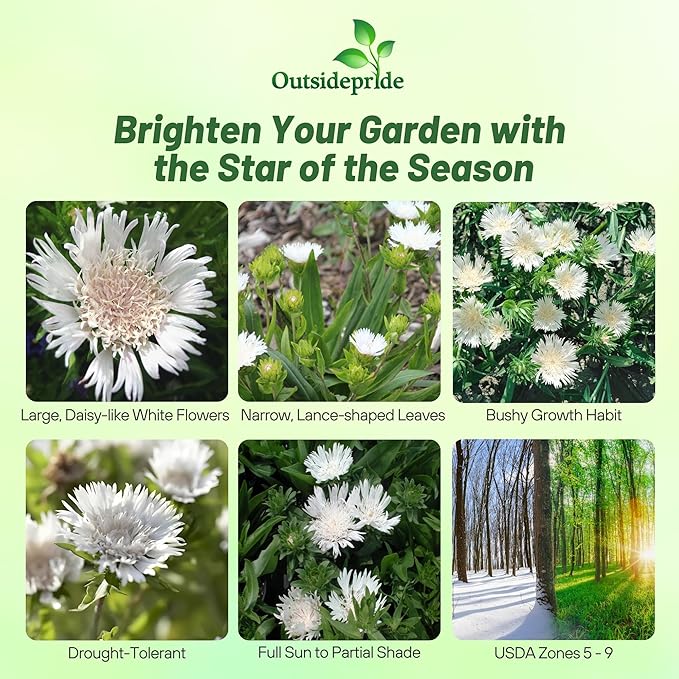 Outsidepride White Star Stokesia Seeds - 50 Pcs. Perennial, Compact, Easy to Grow & Drought Tolerant, Flower Seeds for Planting Fragrant Aster-Like White Blooms for Landscaping & Pollinator Gardens