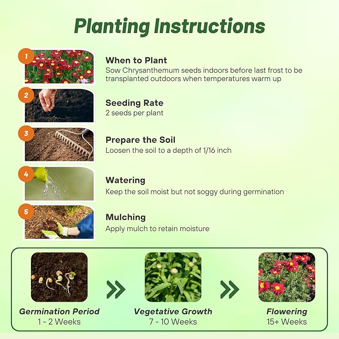 Outsidepride Robinson's Red Chrysanthemum Seeds - 10000 Pcs. Perennial, Drought Tolerant Flower Seeds for Planting in Pollinator Gardens, Cut Flowers & Low Maintenance Landscaping