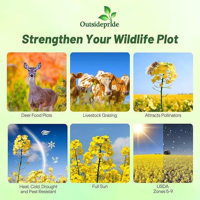 Outsidepride Trophy Forage Rape Seed - 1 Lb Heat, Cold & Drought-Tolerant Brassica Food Plot Seed, Ideal for for Deer & Livestock Grazing, Fall Planting, Soil Improvement, & Erosion Control