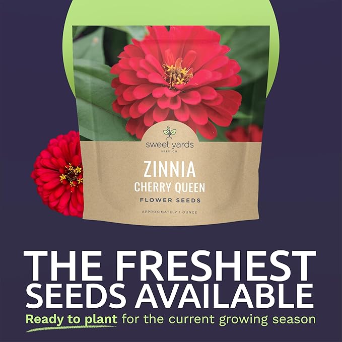 Zinnia Cherry Queen – Large 1 Ounce Packet – 4,000 Flower Seeds for Planting – Zinnia elegans