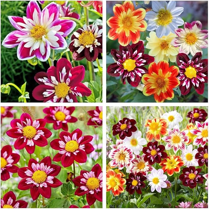 290+ Dwarf Dahlia Seeds for Planting – Cold-Hardy Drought-Resistant Compact Flower for Outdoor Garden & Containers