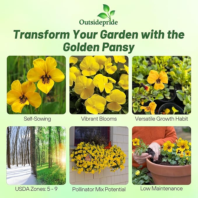 Outsidepride Swiss Giant Coronation Gold Viola Pansy Seeds for Planting - 2000 Pcs Biennial, Cold Hardy Flower Seeds for Containers, Baskets, Borders, & Pollinator-Friendly Gardens (AAS Winner)