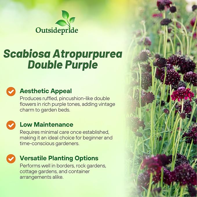Outsidepride Double Purple Scabiosa Seeds - 200 Pcs Perennial Pincushion Flower Seeds That Attract Pollinators, Upright & Neat Growth Habit for Small Gardens, Borders, Containers, & Xeriscaping