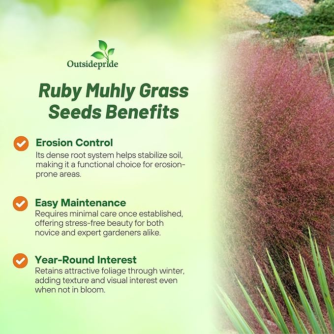 Outsidepride Ruby Muhly Ornamental Grass Seeds - 100 Pcs, Perennial, Drought Tolerant, Low Maintenance, Ornamental Tall Grass Plants, Fast Growing for Landscaping, Outdoor Garden, Privacy Plants