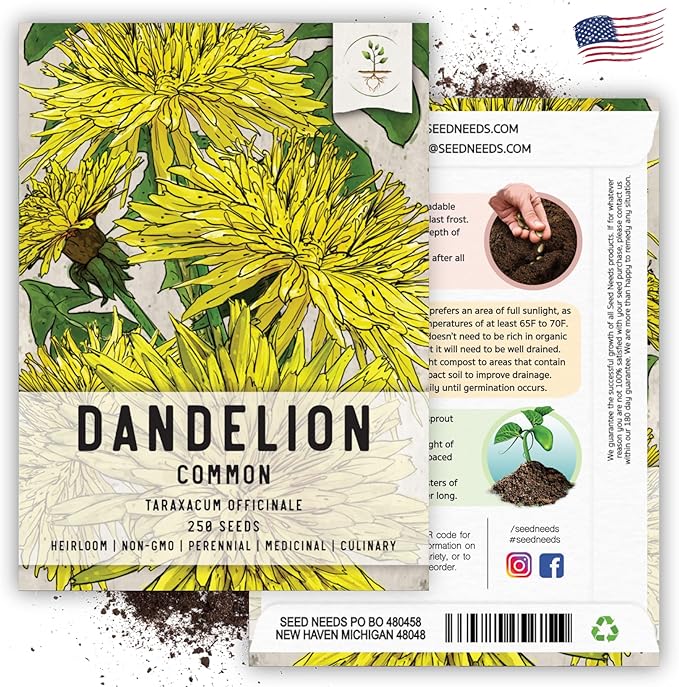 Seed Needs Dandelion Seeds for Planting Traxacum officinale - Non-GMO Heirloom & Untreated Garden Seed to Plant Dandelions for Herbal Uses & Edible Salads (2 Packs (1,000 Seeds))
