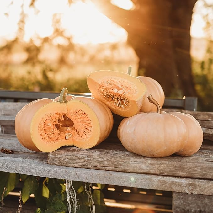 Long Island Cheese Squash - 25 Seeds - Heirloom Squash Variety, Sweet Orange Interiors, Great for Pies & Baking, Non-GMO Winter Squash Seeds for Planting in The Home Garden, Thresh Seed Company