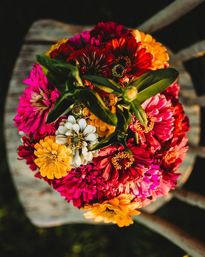 California Giants Zinnia Mix - 100 Seeds - Heirloom & Open-Pollinated Variety, Attracts Bees & Butterflies, Pollinator-Friendly Flower Seeds for Planting in The Home Garden, Thresh Seed Company