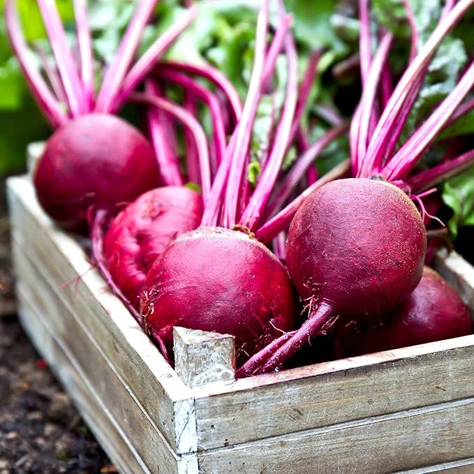 Ruby Queen Beet Seeds - 4 Oz - Non-GMO, Heirloom - Vegetable Garden, Root Crop, Microgreens, Canning, Pickling