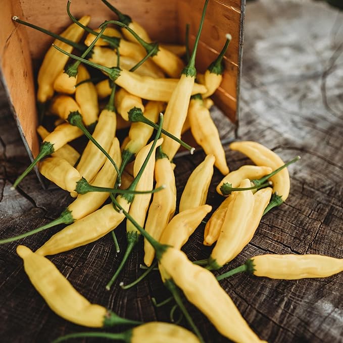 Lemon Drop Pepper (Aji Lemon Drop) - 25 Seeds - Rare Peruvian Heirloom, Unique Aji Pepper, Non-GMO, Heirloom Lemon Chile Seeds for Planting in The Home Garden, Thresh Seed Company