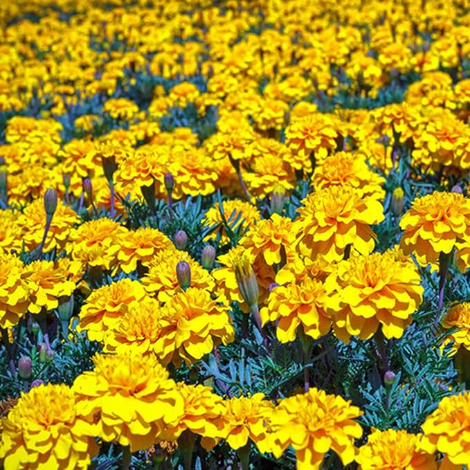 Dwarf French Marigold Seeds for Planting, 1006+pcs Rare Perennial Marigold Flower Seeds Plants, Non-GMO Heirloom Companion Blooms Flowers Plants in Home Garden Outdoors