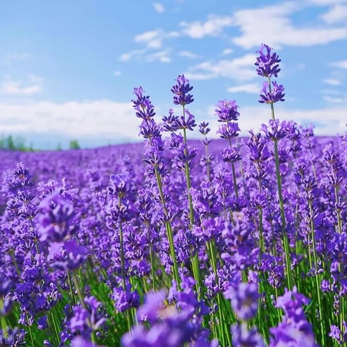 4000 Seeds Lavender Flower Seeds, 90-120 Days to Bloom, Summer Flowering, Drought-Tolerant Herb