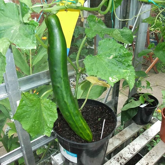Seeds4planting - Seeds Cucumber Chinese Miracle Long Heirloom Vegetable Non GMO (20 Seeds)
